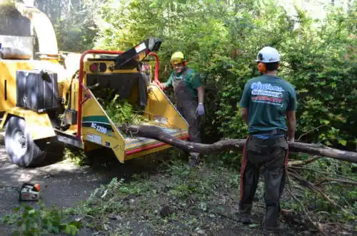 tree services Callahan